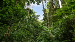 A dense green forest with many different species of plants